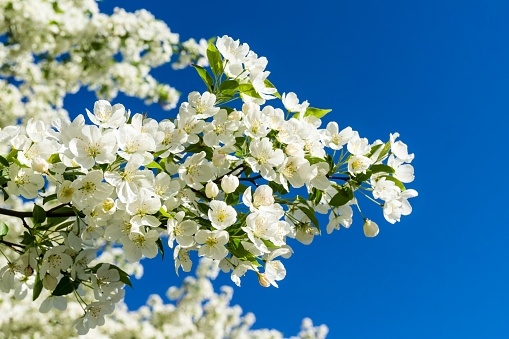 Beautiful white blooms of a Bradford Pear Tree against a clear blue sky taken in the spring of 2017 in Michigan, USA.