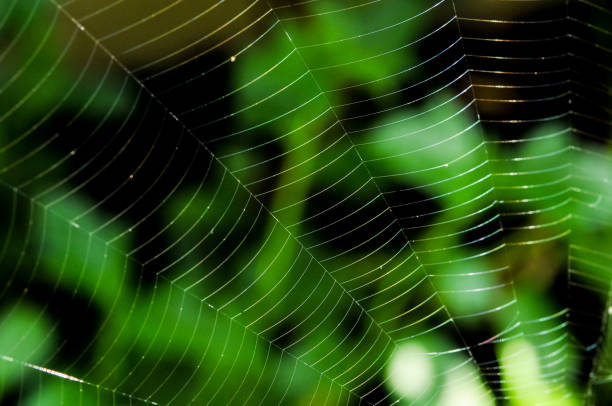 istock Spider web against a green background in nature 679799878
