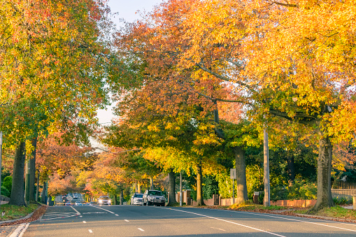 Leafy suburban street with Autumn colours and cars in distance.  Logos and ID removed.
