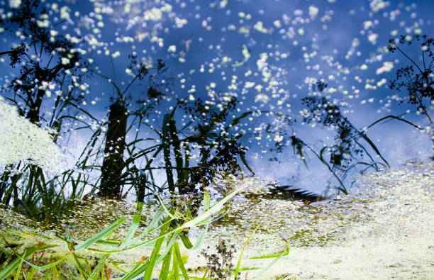 istock Reflection of grass in black water 679800156