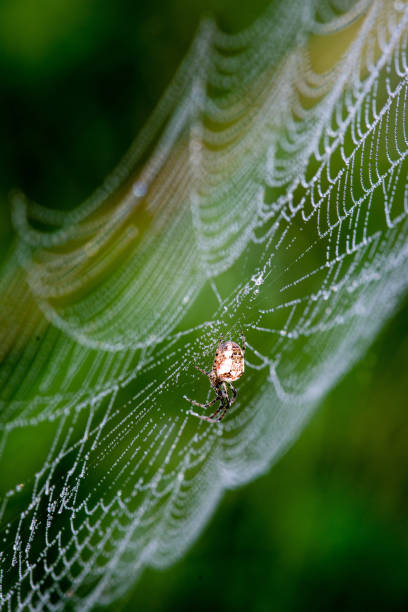 istock beautiful cobwebs in autumn with spider 679800560