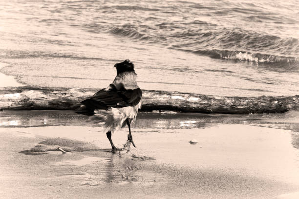 Crow on the coast A crow walks on the seashore along the edge of the water in a strong wind crow eating carrion stock pictures, royalty-free photos & images