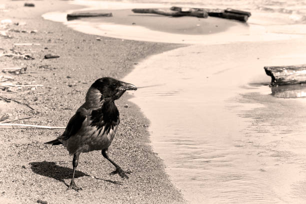 Crow on the coast The crow walks on the seashore along the water's edge In sepia crow eating carrion stock pictures, royalty-free photos & images