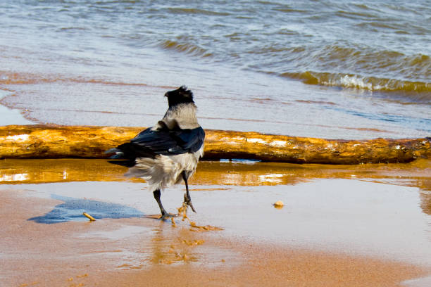 Crow on the coast A crow walks on the seashore along the edge of the water in a strong wind crow eating carrion stock pictures, royalty-free photos & images