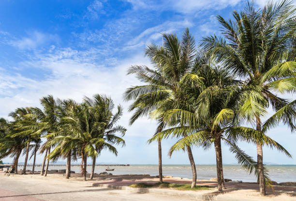 istock row of coconut palm trees on the beach 679800762