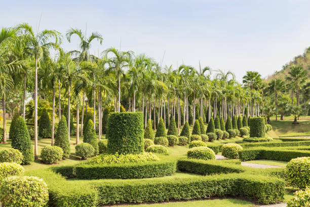 istock shrub trimming ornamental in public green park 679800846