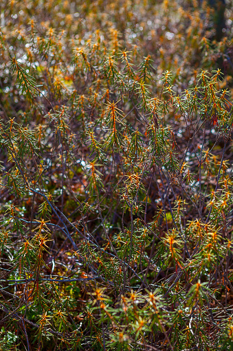 Ledum (Labrador tea) thickets on a northen bog