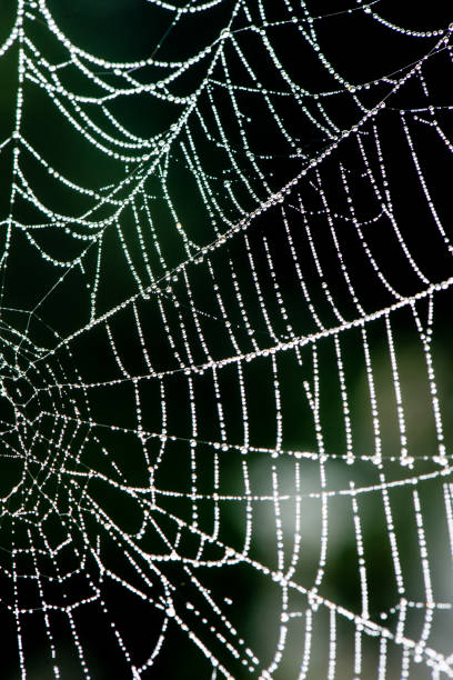 istock beautiful cobwebs in autumn 679801472