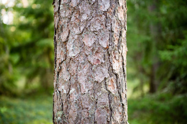 istock Misty morning in the woods. forest with tree trunks 679801562