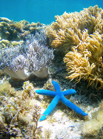 Blue Starfish on Coral garden underwater