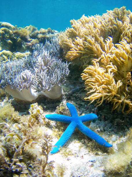 Coral garden Blue Starfish on Coral garden underwater anthias fish photos stock pictures, royalty-free photos & images