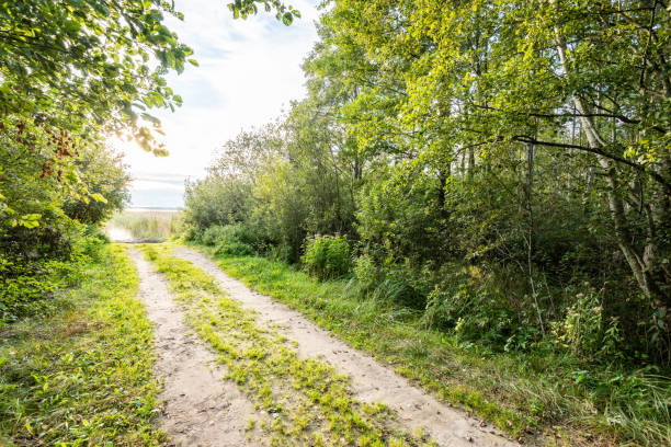 istock tourist trail in woods 679810862