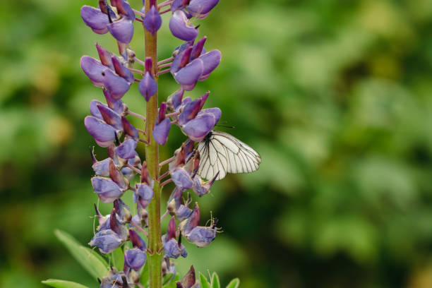 The cabbage gathers nectar from Lupine Lilac. Blurred green background. Isolated.
