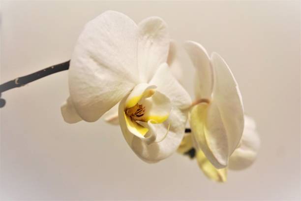 istock Close up of two Phalaenopsis blossoms 679811468