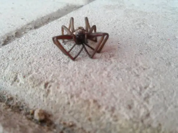 Photo of The spider