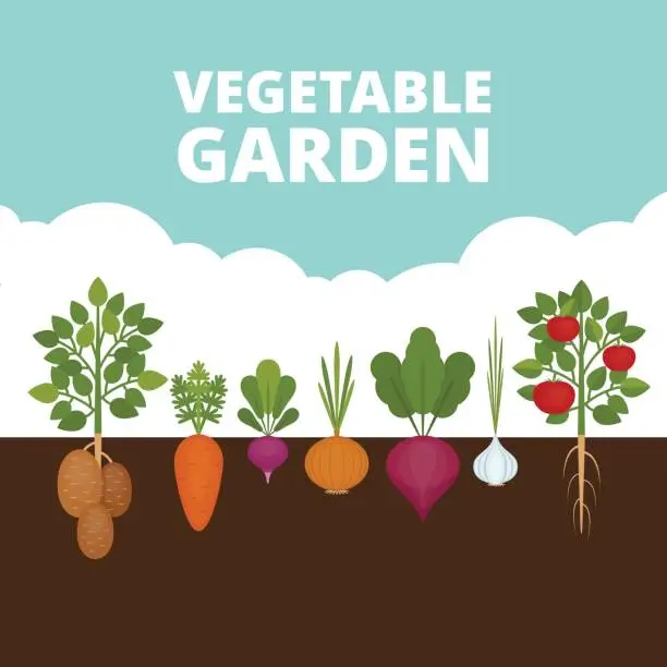 Vector illustration of Vegetable garden banner. Organic and healthy food. Poster with root veggies. Flat style, vector illustration.