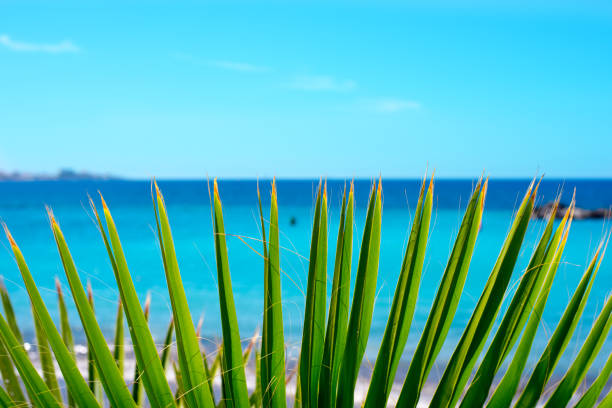 Palm leaf with turquoise sea and white sand beach background