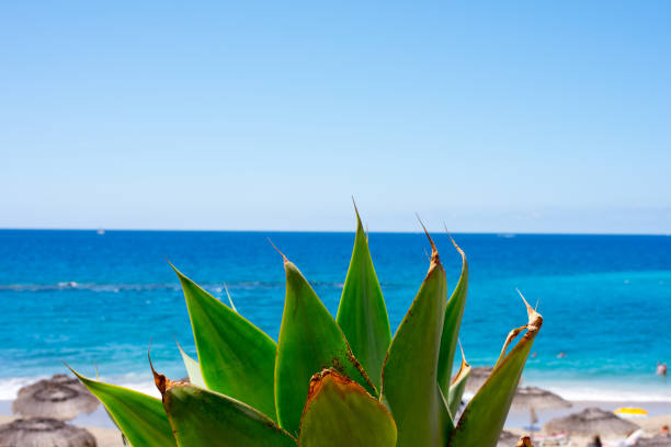 close-up of a prickly pear cactus with the background / copy space of the Mediterranean sea