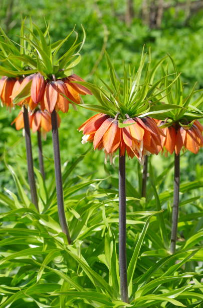 istock Blooming crown imperial (fritillaria) in spring garden 679820650