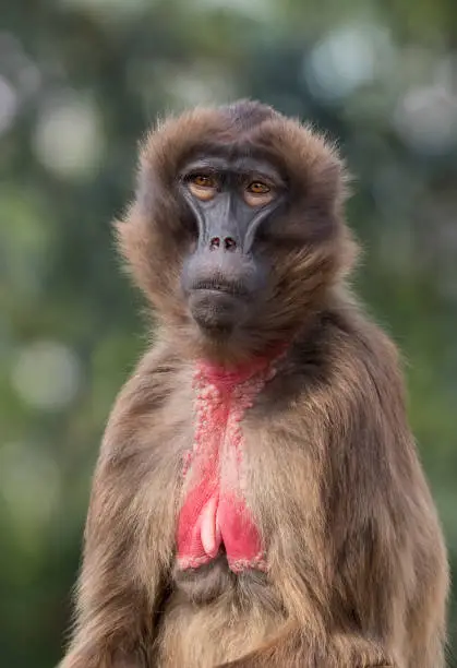 Female Gelada sometimes called the bleeding-heart monkey or the gelada baboon
