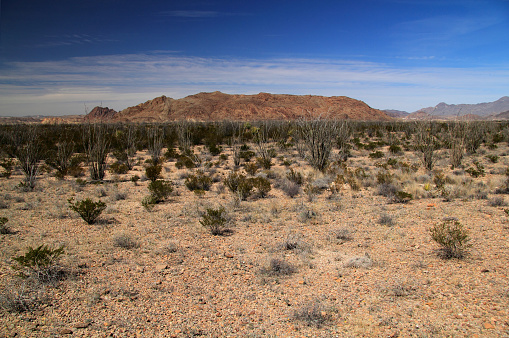 Scenic Desert Landscape in Big Bend National Park, Texas