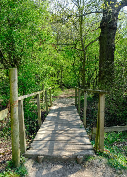 istock Wooden bridge crossing in the forest 679829816