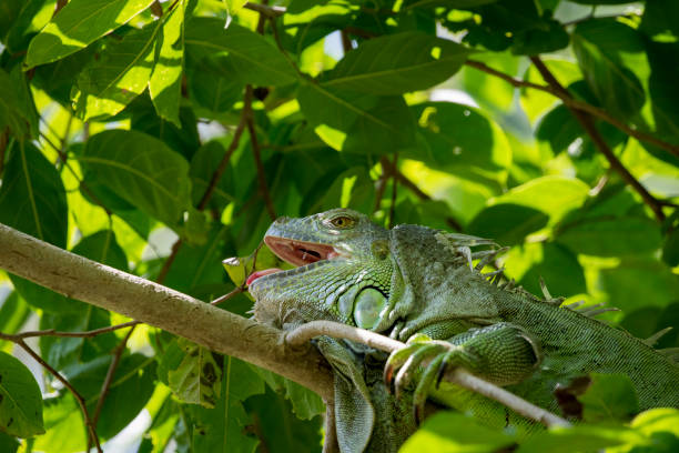 istock Image of iguana on the tree. Reptile Animals. 679831948