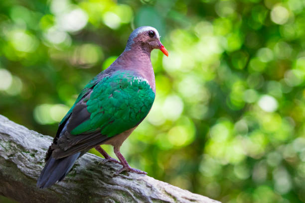 istock Image of bird (Common Emerald Dove) on nature background.  Animals. 679831960