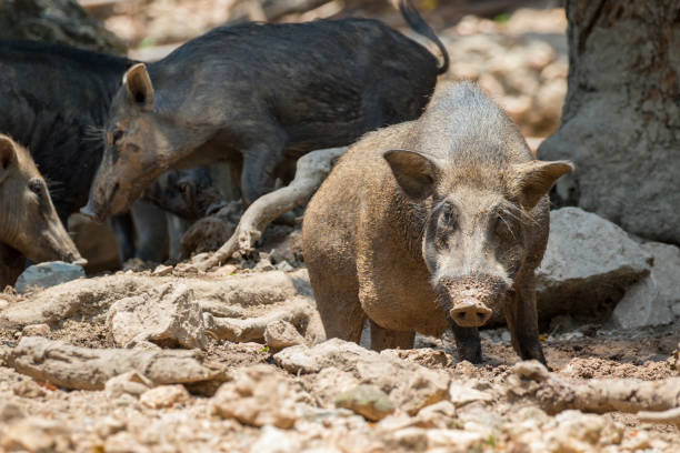 istock Image of boar on natural background. Wild Animals. 679832002