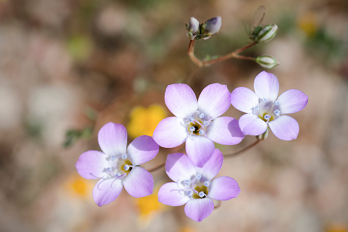 Close up of Davy gilia, Gilia latiflora ssp davyi. Portal Ridge Wildlife Area, Antelope Valley, California, USA.
