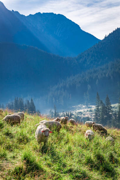 素晴らしい夜明け、タトラ山脈、ポーランドで放牧羊の群れ - tatra national park ストックフォトと画像