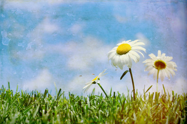 istock Daisies blowing in the soft summer breeze against a blue sky 679839560