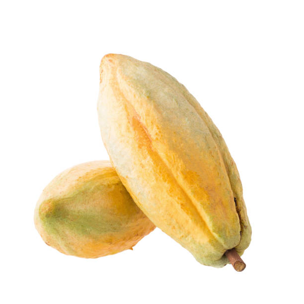 istock Cacao fruit, raw cacao beans, Cocoa pod on white background. 679839692