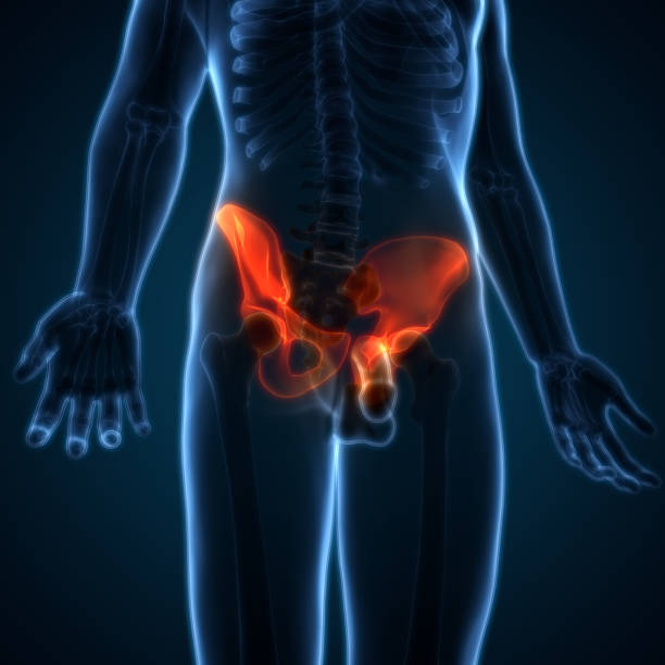 istock Human Body Bone Joint Pains Anatomy (Hip) 679840738