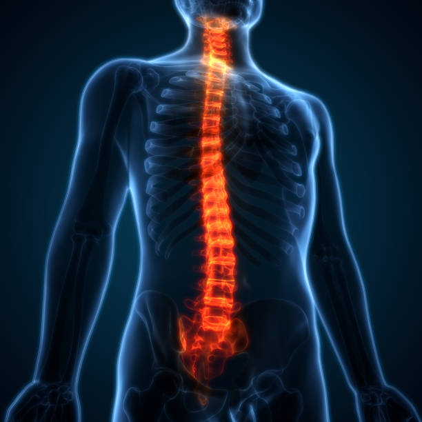 istock Spinal cord a Part of Human Skeleton Anatomy 679840804