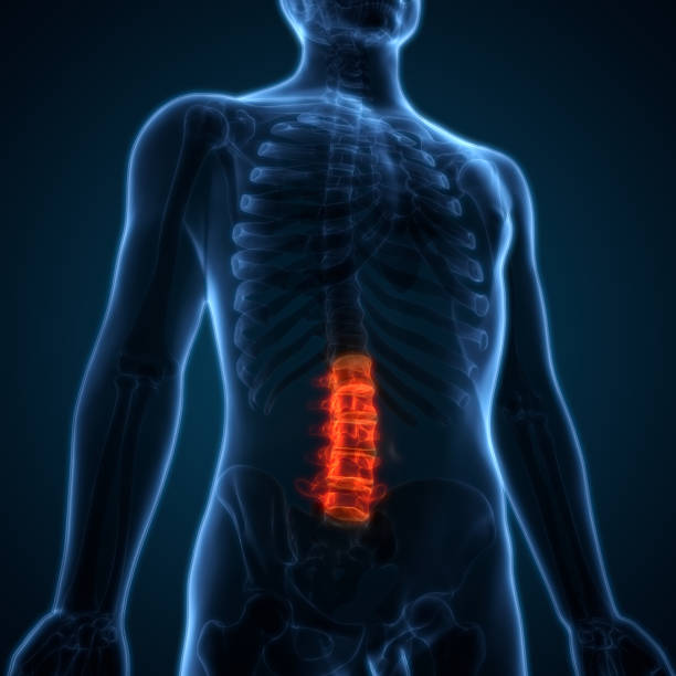 istock Spinal cord (Thoracic Vertebrae) a Part of Human Skeleton Anatomy 679840954