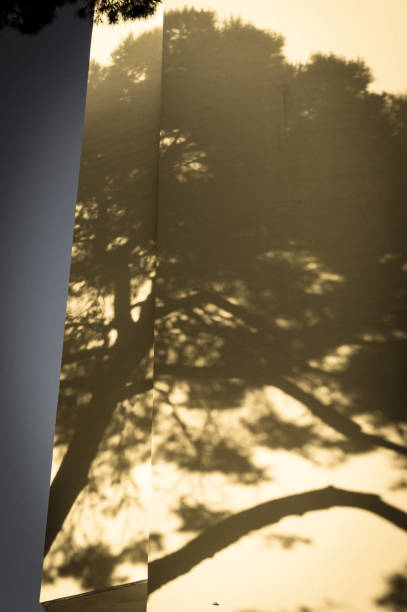 istock Shadow of an Aleppo pine on a rendered wall 679841118