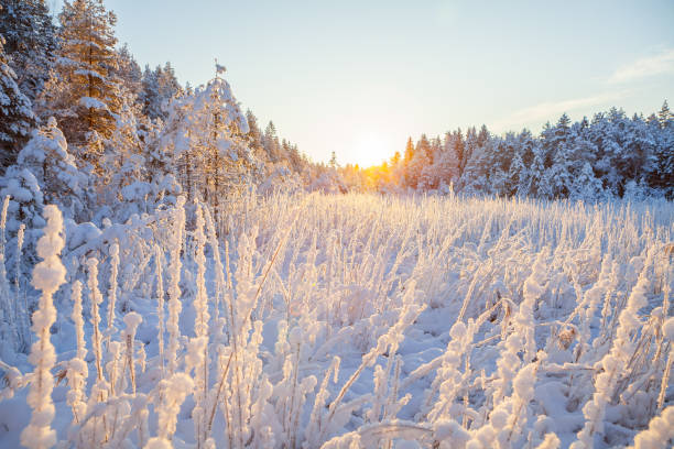 o reed congelado na borda da floresta e do rio os raios do sol, neve de conto de fadas - reedgrass - fotografias e filmes do acervo