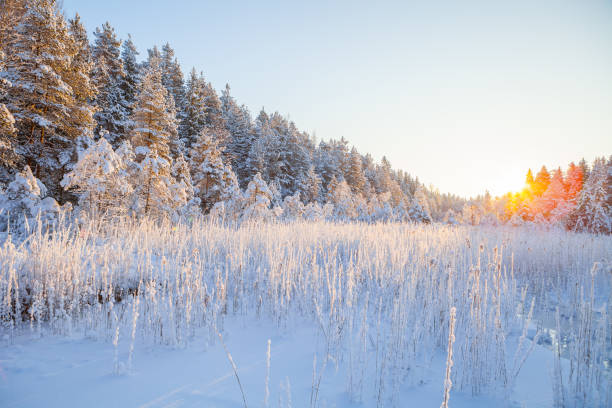o reed congelado na borda da floresta e do rio os raios do sol, neve de conto de fadas - reedgrass - fotografias e filmes do acervo