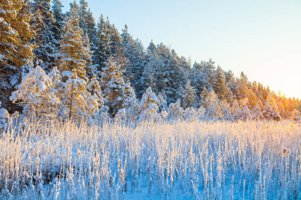 o reed congelado na borda da floresta e do rio os raios do sol, neve de conto de fadas - reedgrass - fotografias e filmes do acervo