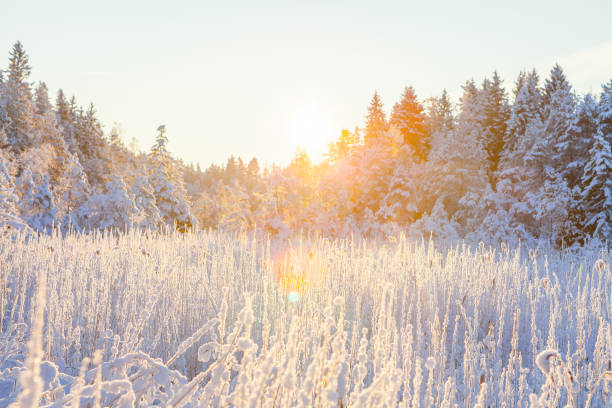 o reed congelado na borda da floresta e do rio os raios do sol, neve de conto de fadas - reedgrass - fotografias e filmes do acervo