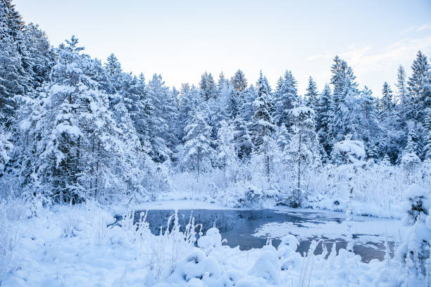 istock Frosted pine trees along frozen river, sunrise time 679842608