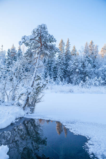 istock Frosted pine trees along frozen river, sunrise time 679842784