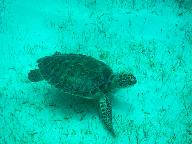 Close up  of Green Sea Turtle (Chelonia mydas) in Sunlit, Shallow Caribbean Seas. Close up of a Green Sea Turtle (Chelonia mydas) in sunlit, shallow Caribbean seas. Tobago Cays, Marine Park: Saint Vincent and the Grenadines. This turtle gets its name from the layers of green fat beneath its carapace or shell. It prefers shallow seas where it can feed on the seagrass. tobago cays stock pictures, royalty-free photos & images