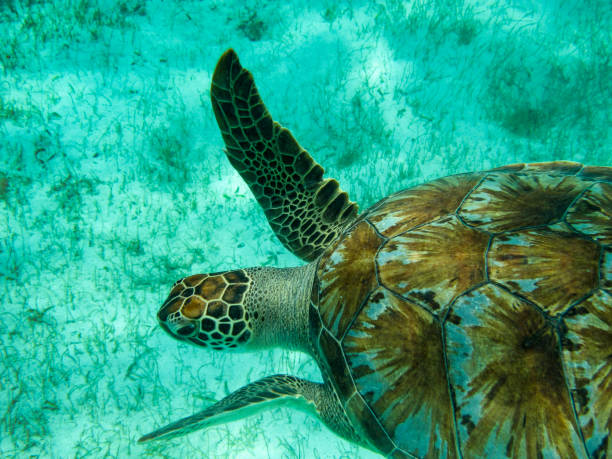 Head and Shoulder Detail of Green Sea Turtle (Chelonia mydas) Swimming in Sunlit, Shallow Caribbean Seas. Head and shoulder detail of a Green Sea Turtle (Chelonia mydas) swimming in sunlit, shallow Caribbean seas. Tobago Cays, Marine Park: Saint Vincent and the Grenadines. This turtle gets its name from the layers of green fat beneath its carapace or shell. It prefers shallow seas where it can feed on the seagrass. tobago cays stock pictures, royalty-free photos & images