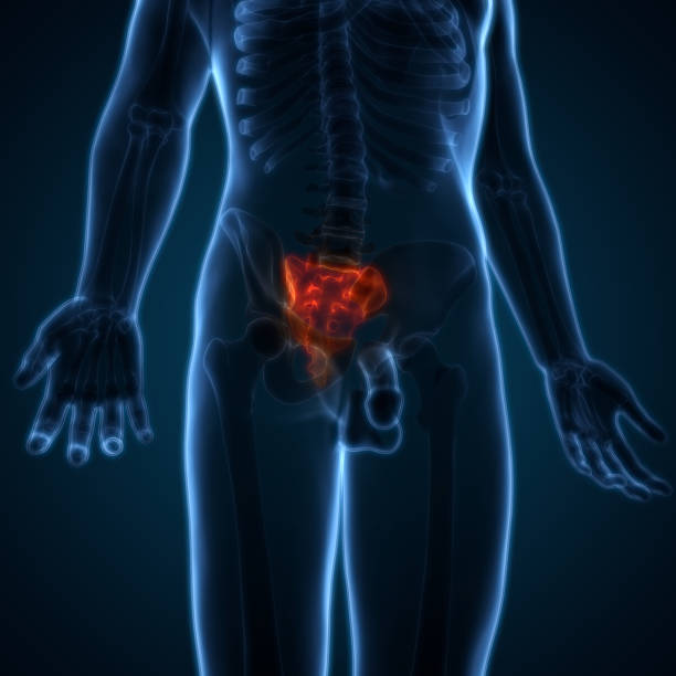 istock Spinal cord (Sacrum) a Part of Human Skeleton Anatomy 679843250