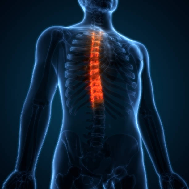 istock Spinal cord (Thoracic Vertebrae) a Part of Human Skeleton Anatomy 679847408