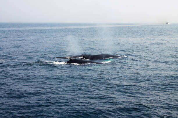 Whale blowing in Atlantic ocean stock photo