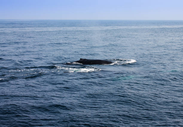 Whale blowing in Atlantic ocean stock photo