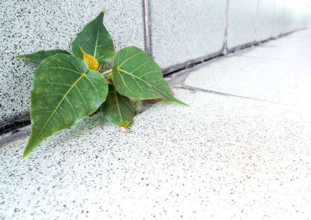 istock Small Banyan tree Growing up in the building 679852930